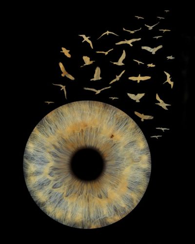 iris photo artiris pluie d'oiseaux 1
