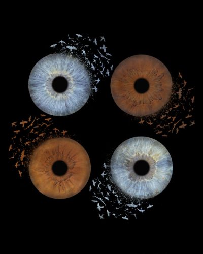 iris photo artiris quatuorsite web